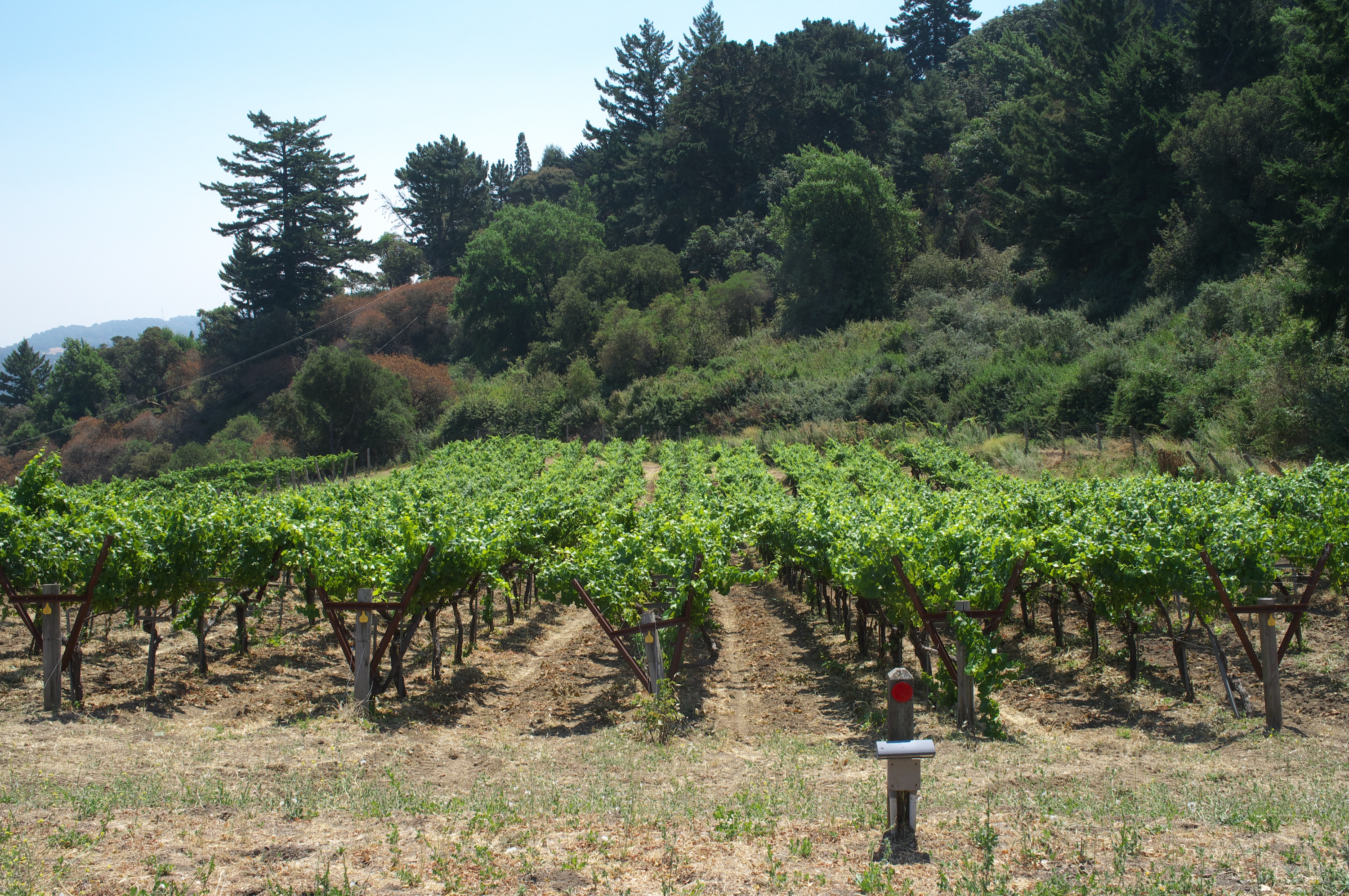 Your Silicon Valley Weekend, September 25-27: Los Gatos Art & Wine, Harvest History in Mountain View, and Fog Fest on the Coast