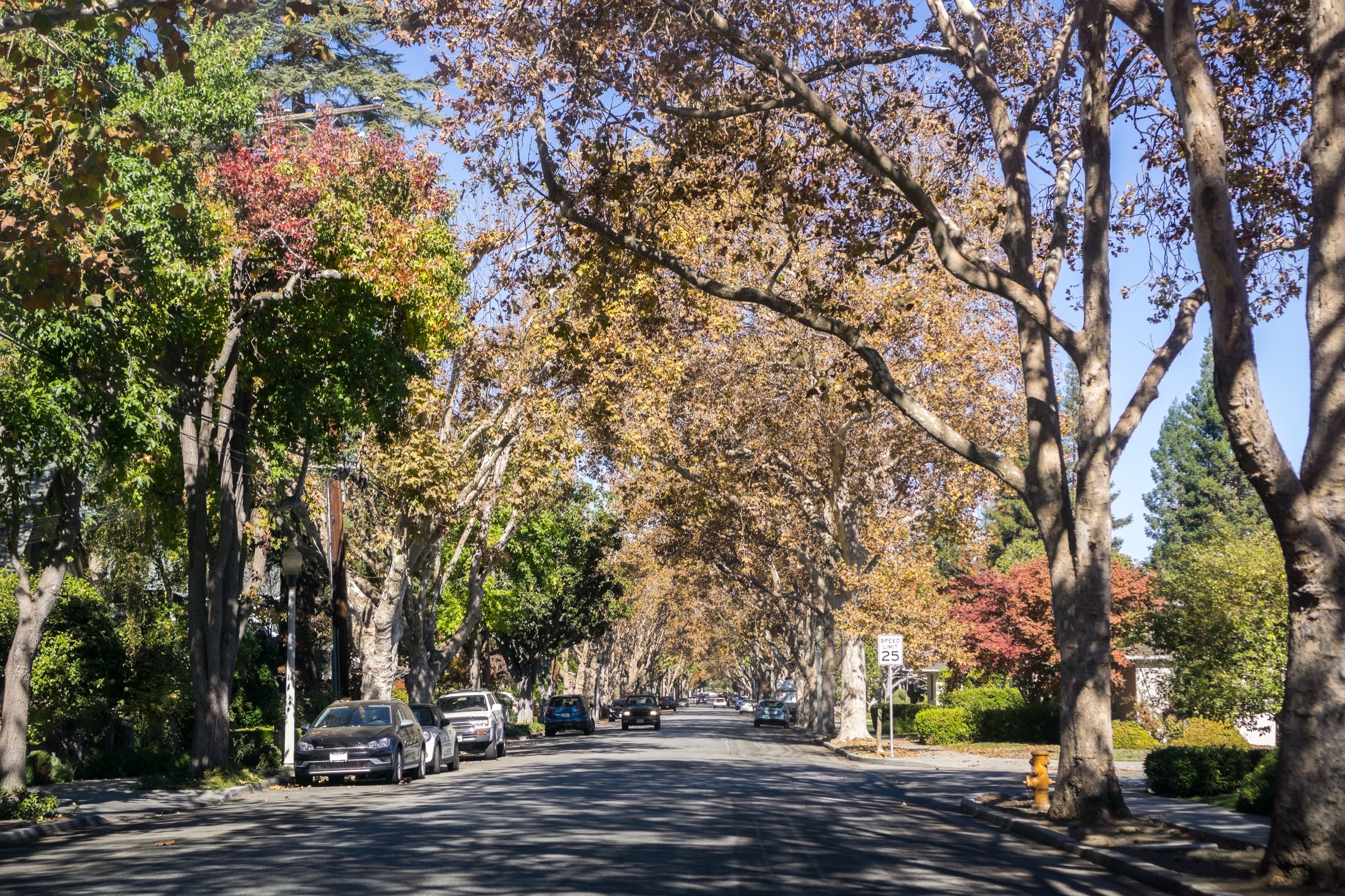 Los Altos-style residential street &mdash; mature trees, classic ranch homes, walking distance to elementary feeders.