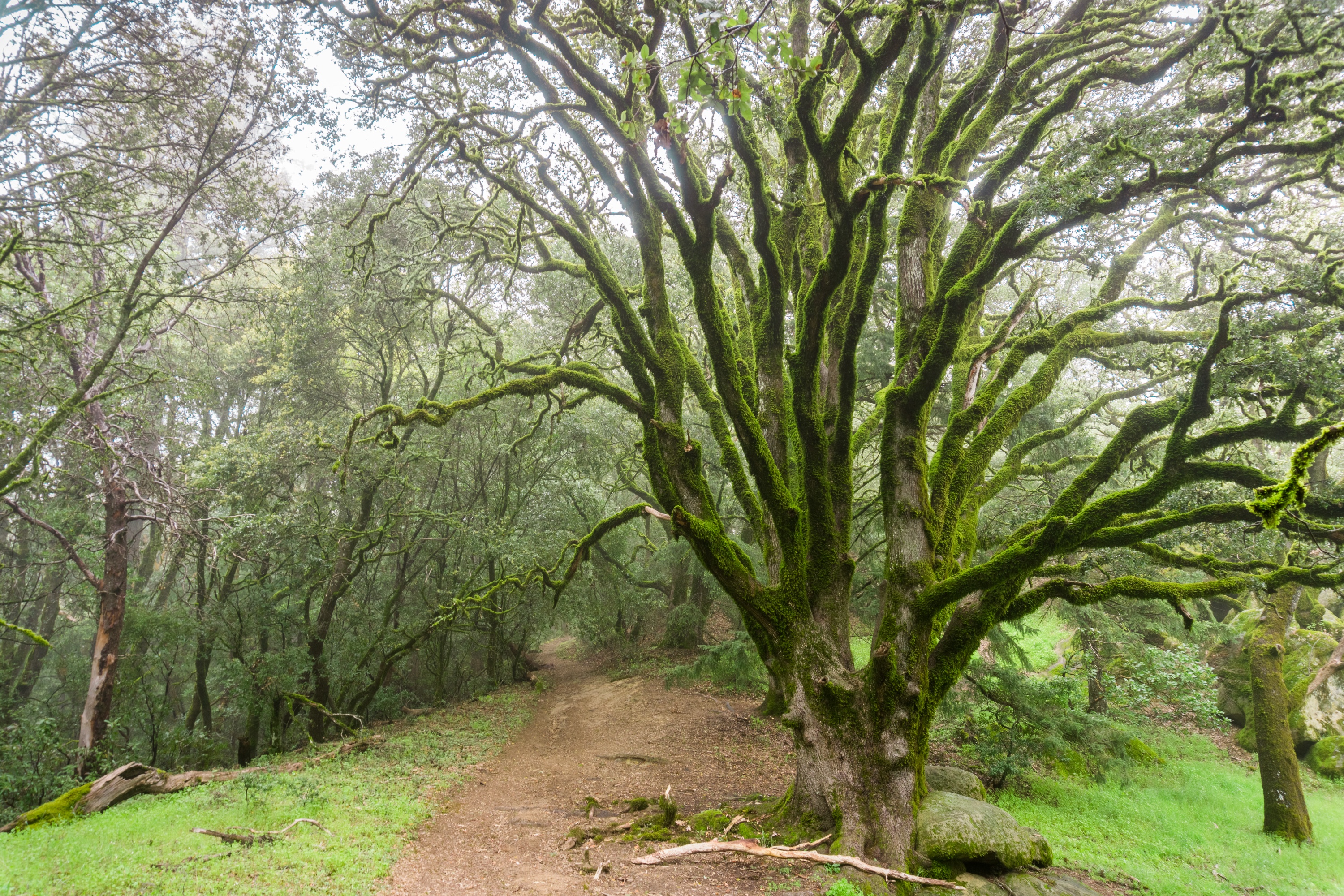 Castle Rock State Park trail &mdash; the moss-covered oak corridor wildflower hikers find at the start of the 5.6-mile loop this weekend.