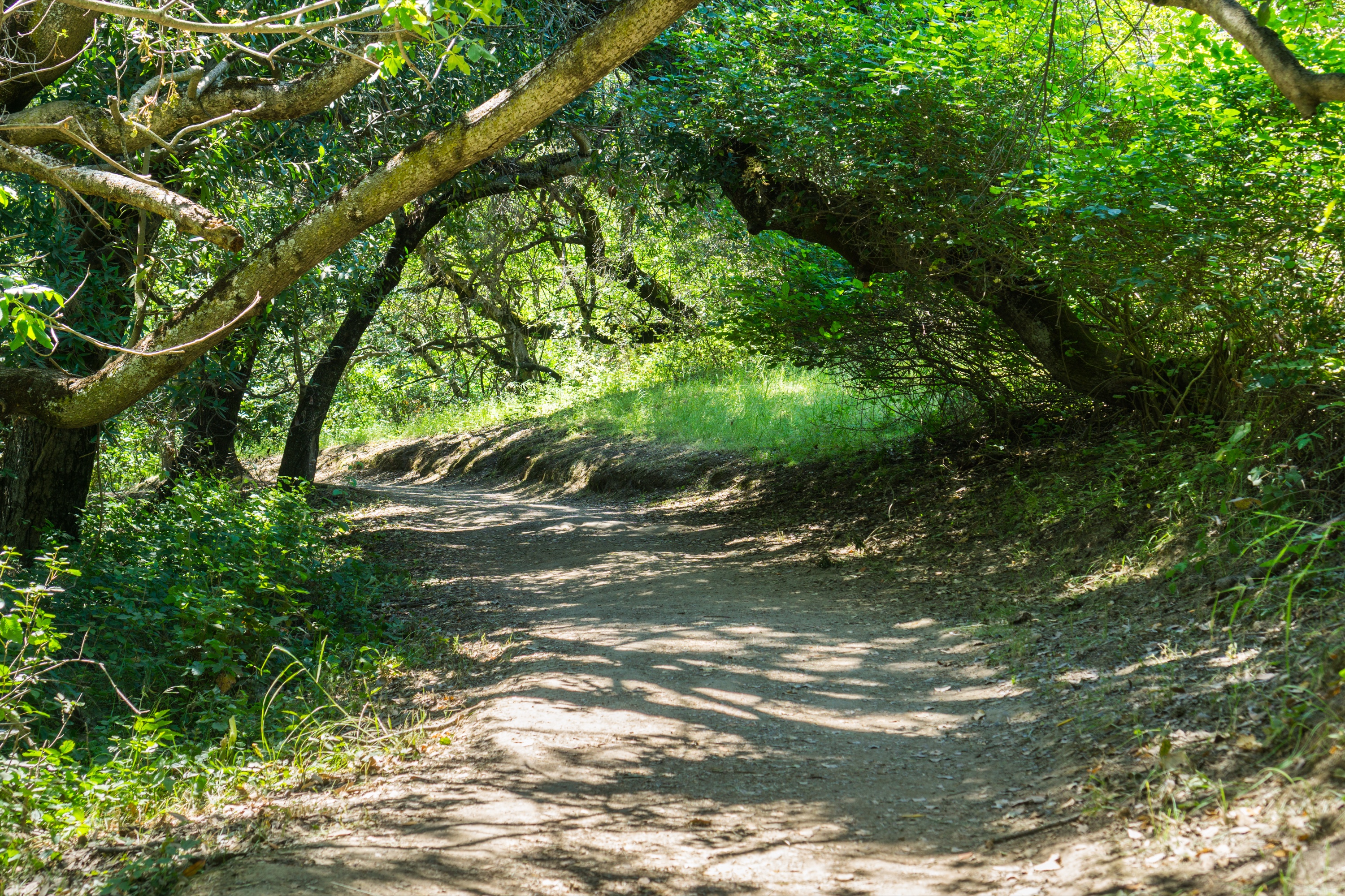 Hiking trail through the woods at Rancho San Antonio near Cupertino