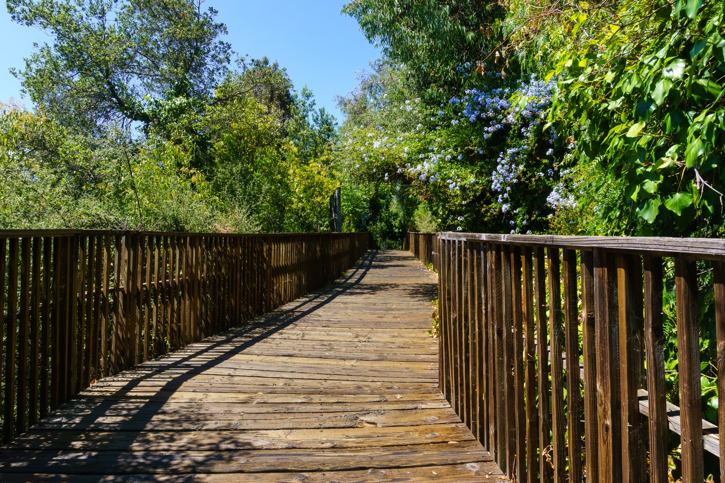 Boardwalk on the Los Gatos Creek Trail surrounded by summer greenery