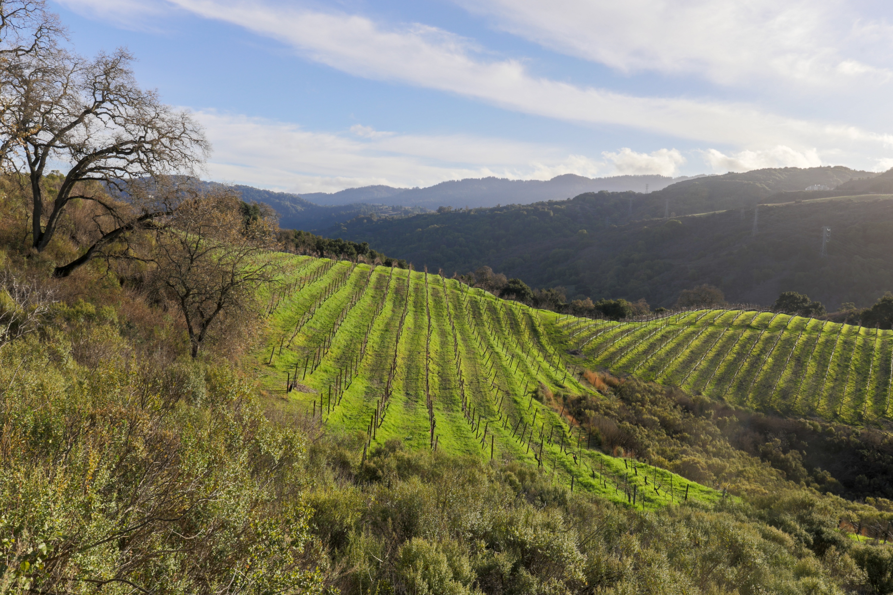 Vineyard rows above Saratoga foothills with Santa Cruz Mountains backdrop &mdash; the wine-and-music corridor that hosts Mountain Winery and the surrounding venues