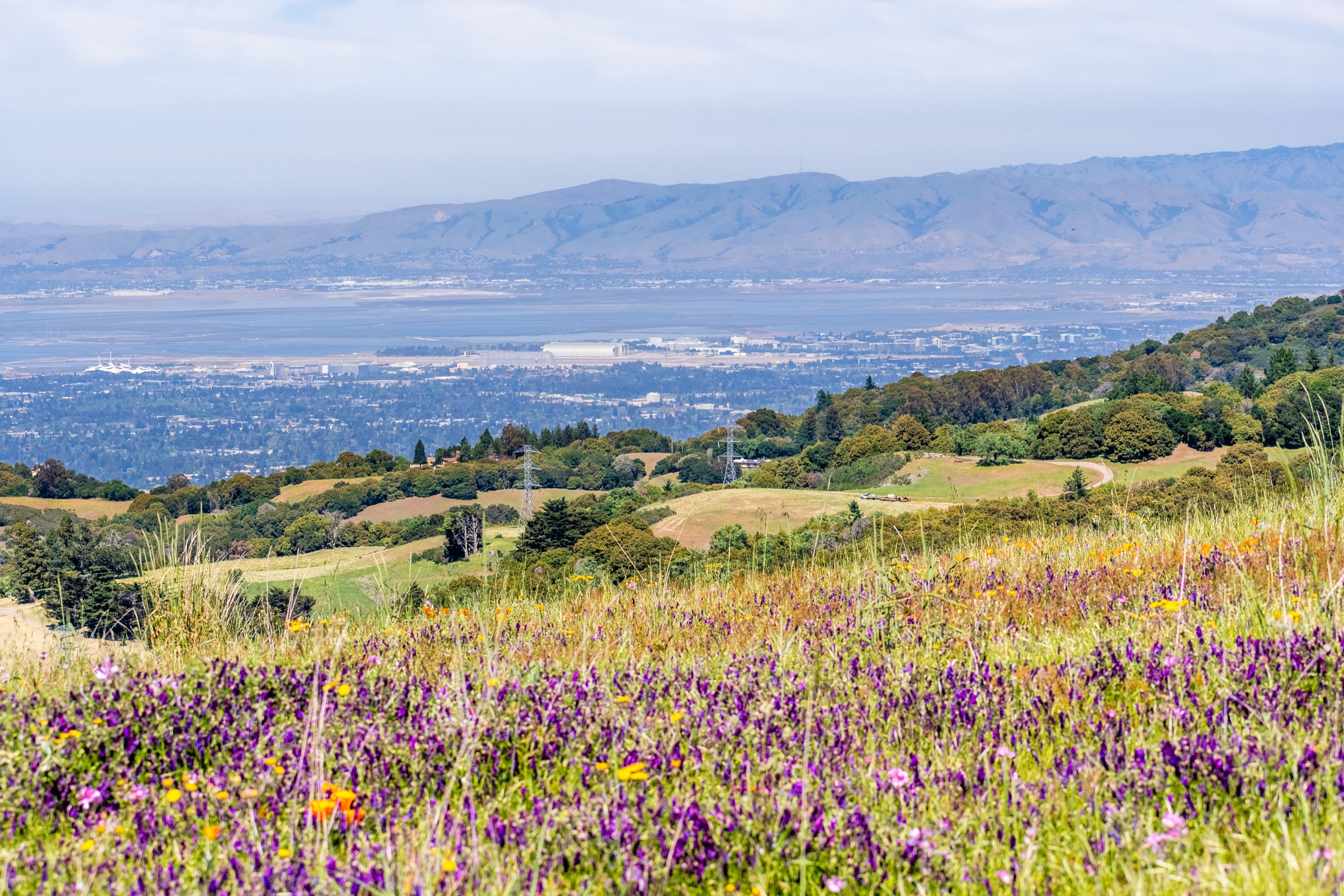 Silicon Valley spring wildflowers on rolling green hills with view toward Sunnyvale, Mountain View, and the Bay
