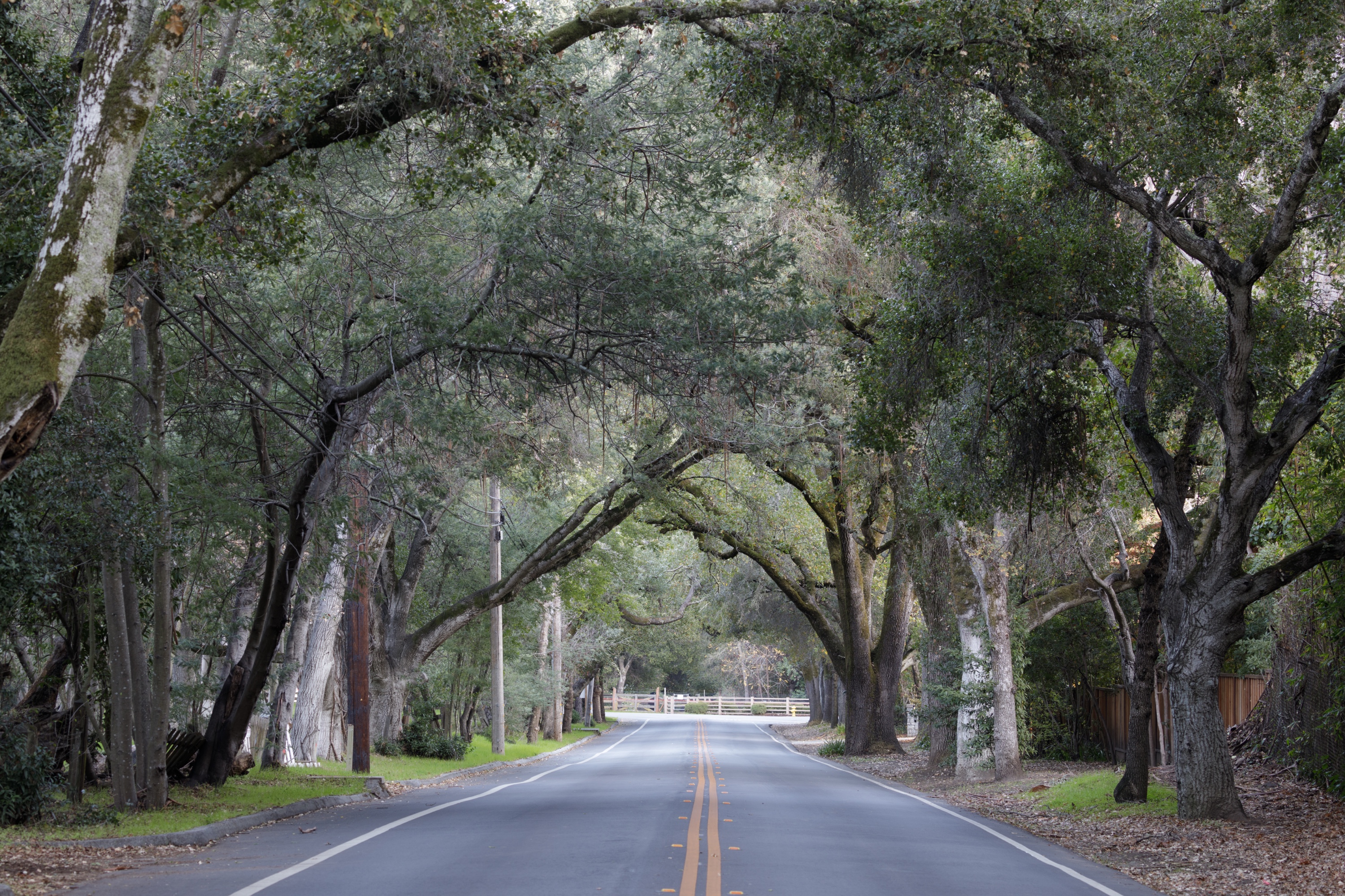 Iconic Woodside oak-canopied lane &mdash; the Los Altos Hills feel that draws buyers willing to skip Palo Alto branding.