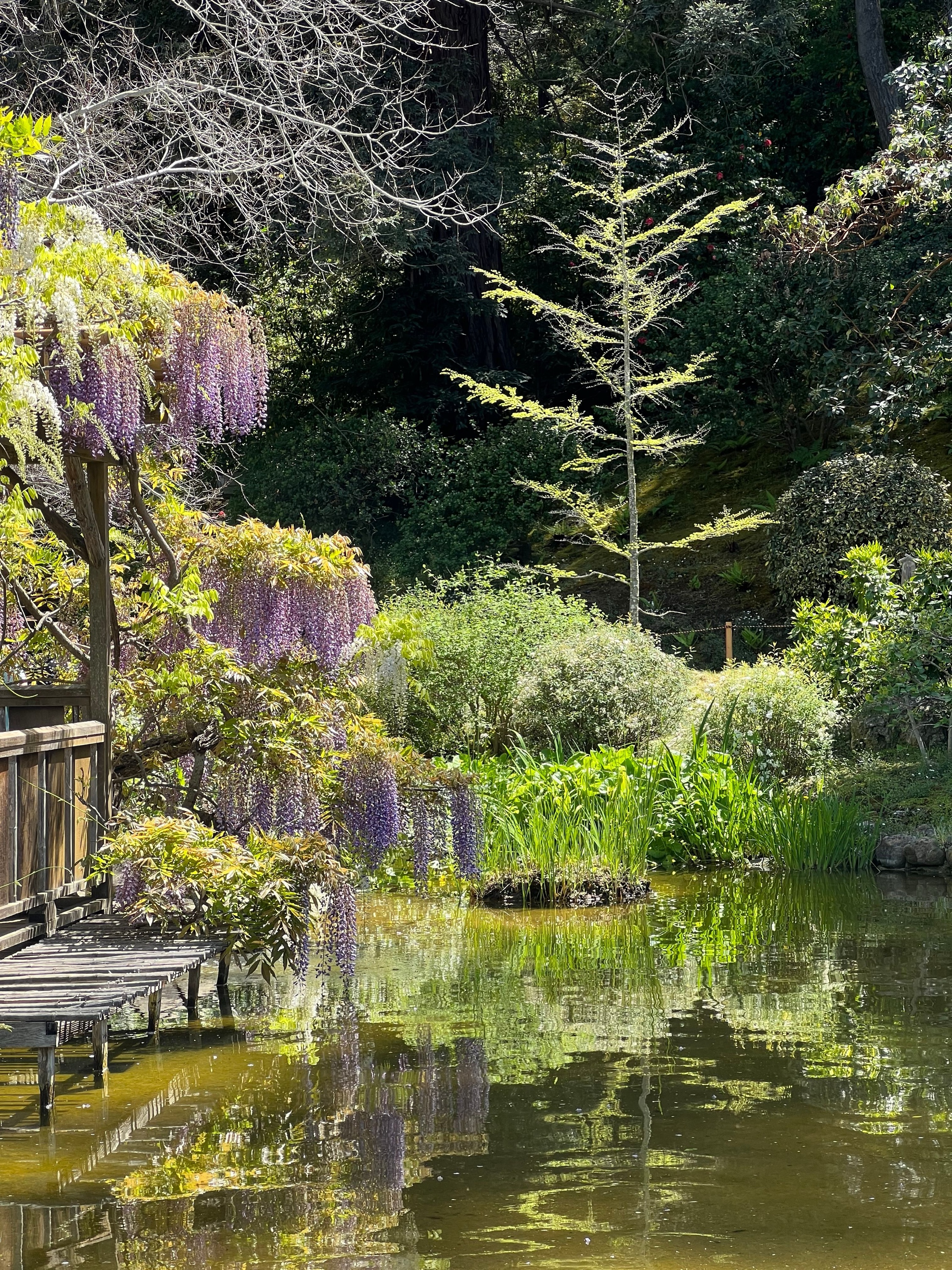 Cascading purple wisteria over a pond at Hakone Estate and Gardens