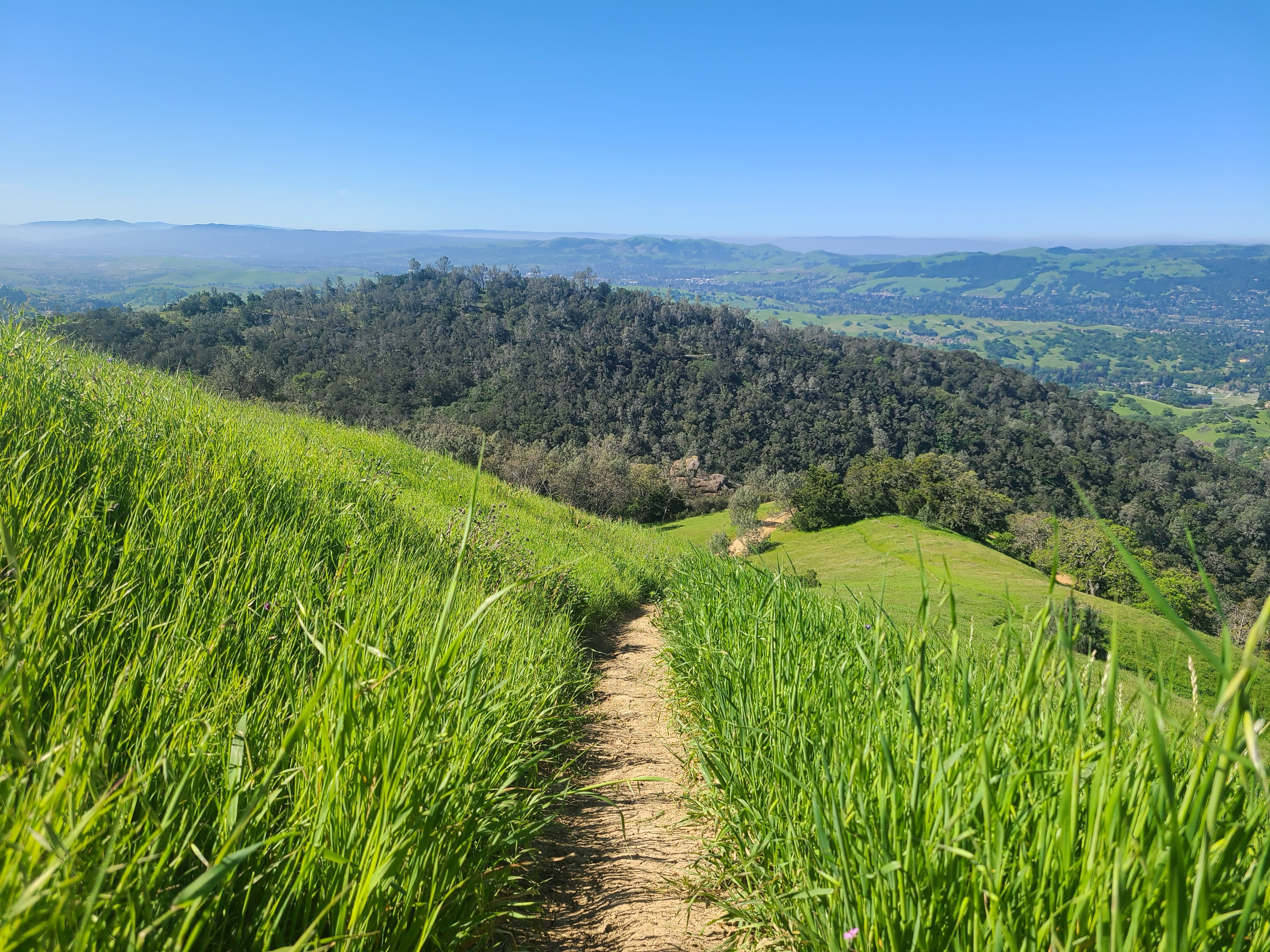 Hiking trail through tall green grass on Mt Diablo with panoramic East Bay rolling hills view
