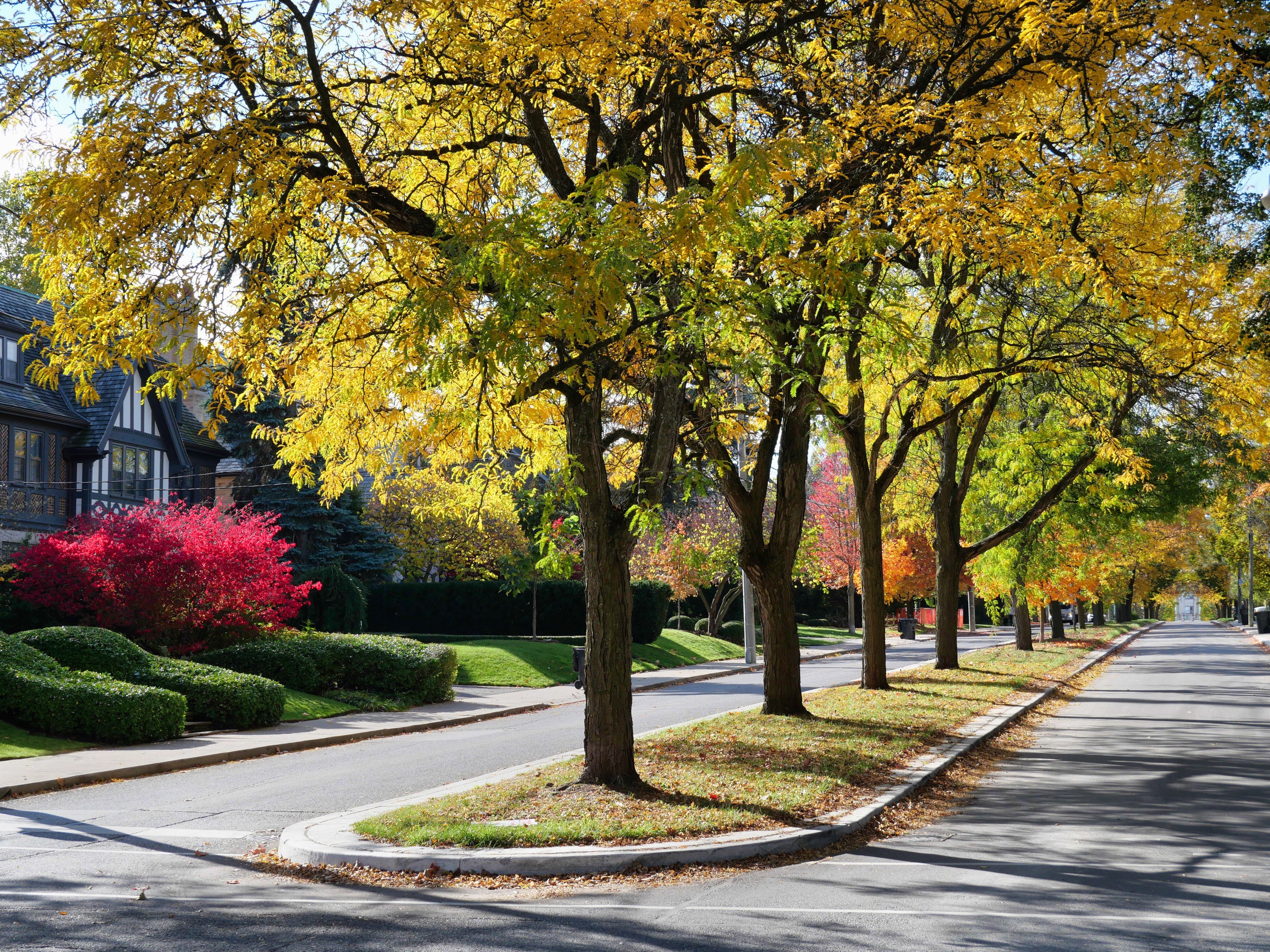 Quiet residential street lined with mature trees showing early fall foliage
