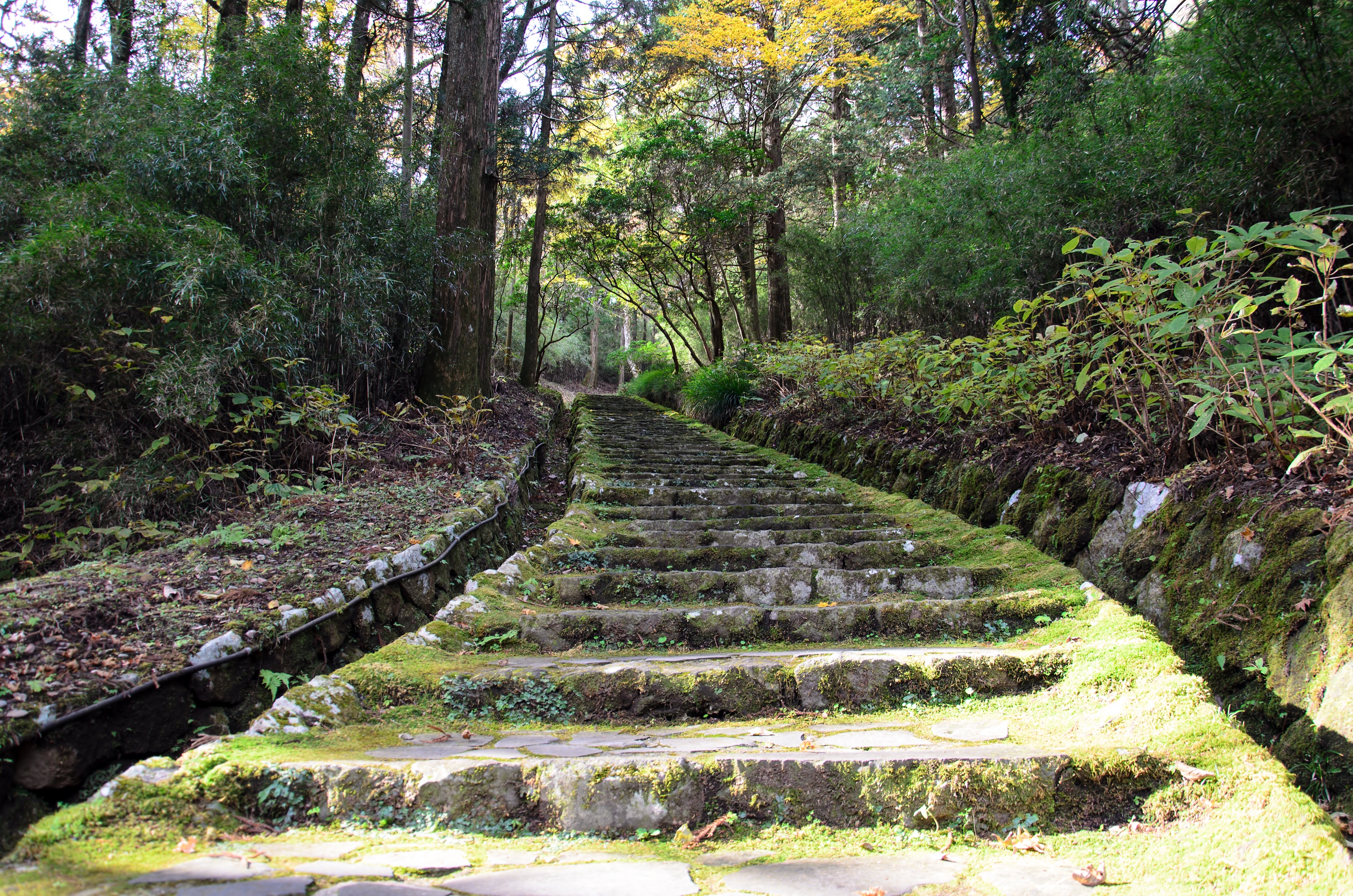 Stone steps winding through the greenery of Hakone Gardens in Saratoga